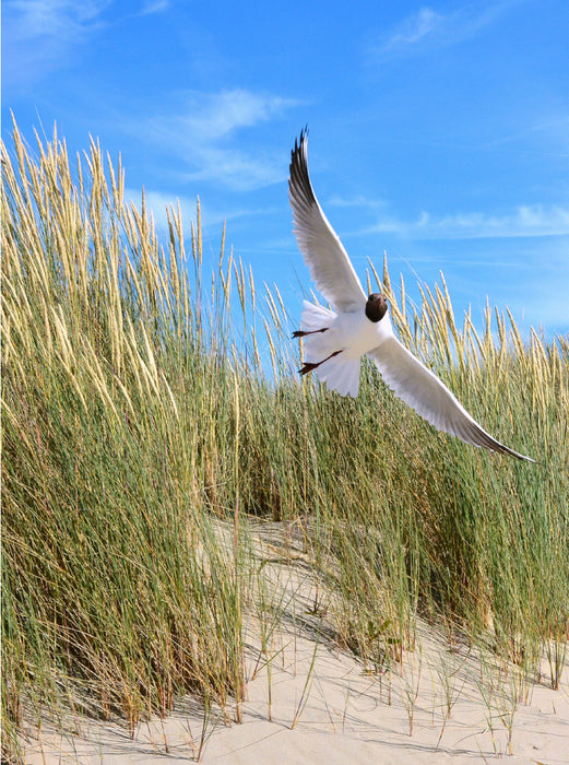 Tern - CALVENDO photo puzzle 