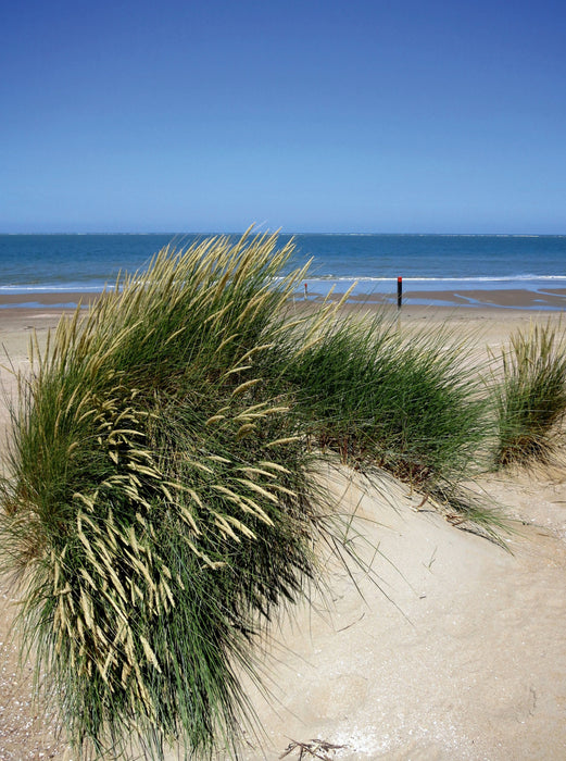 Beach grass in summer - CALVENDO photo puzzle 
