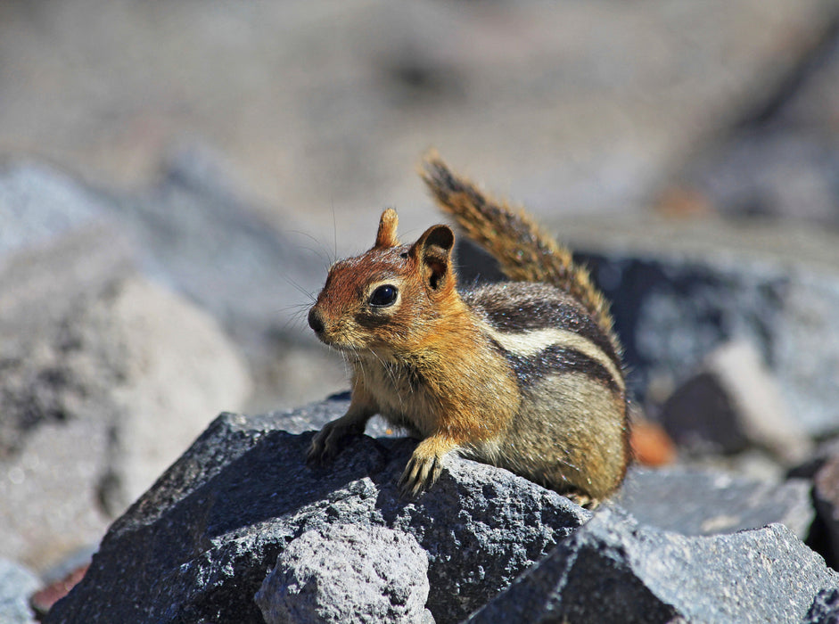 Goldmantelziesel im Crater Lake Nationalpark (USA) 2000 Teile Puzzle quer - CALVENDO Foto-Puzzle'
