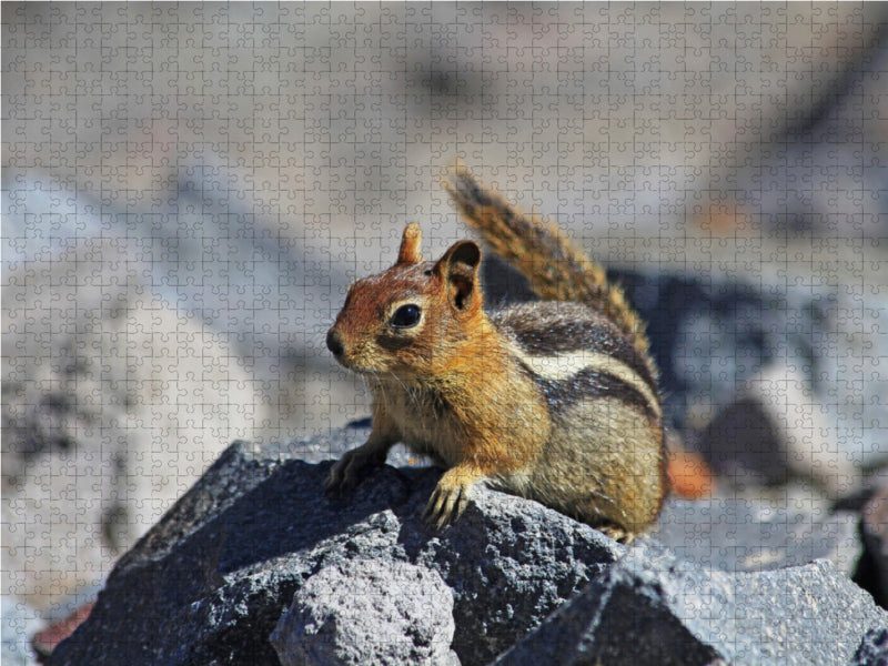 Goldmantelziesel im Crater Lake Nationalpark (USA) 2000 Teile Puzzle quer - CALVENDO Foto-Puzzle'