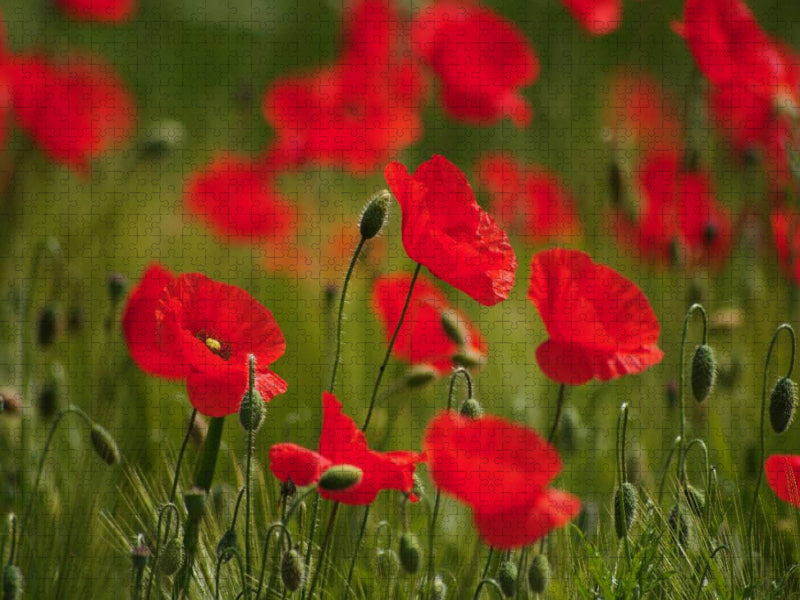Mohnblumen im Feld - CALVENDO Foto-Puzzle'