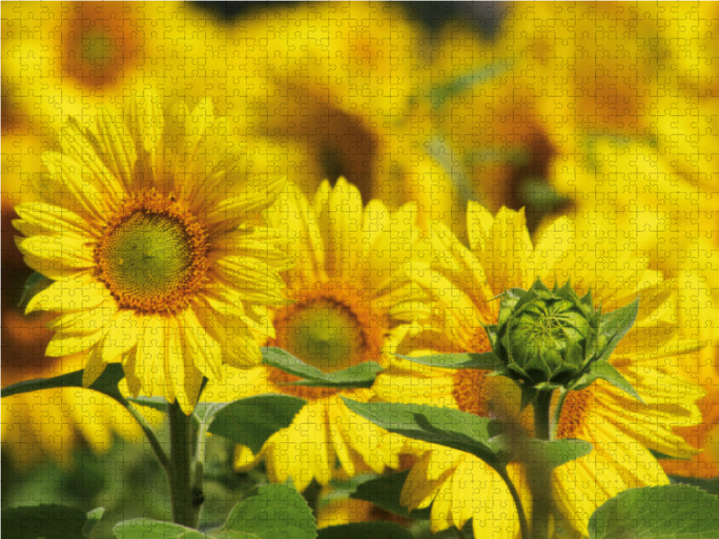 Nature pictures calendar - CALVENDO photo puzzle 