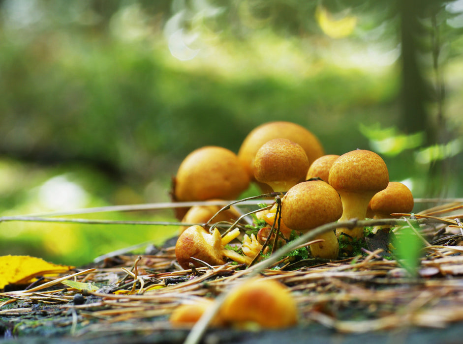 Champignons dans nos forêts - Puzzle photo CALVENDO 