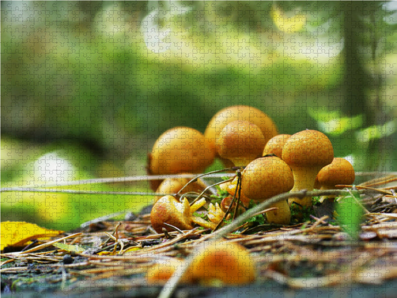 Champignons dans nos forêts - Puzzle photo CALVENDO 