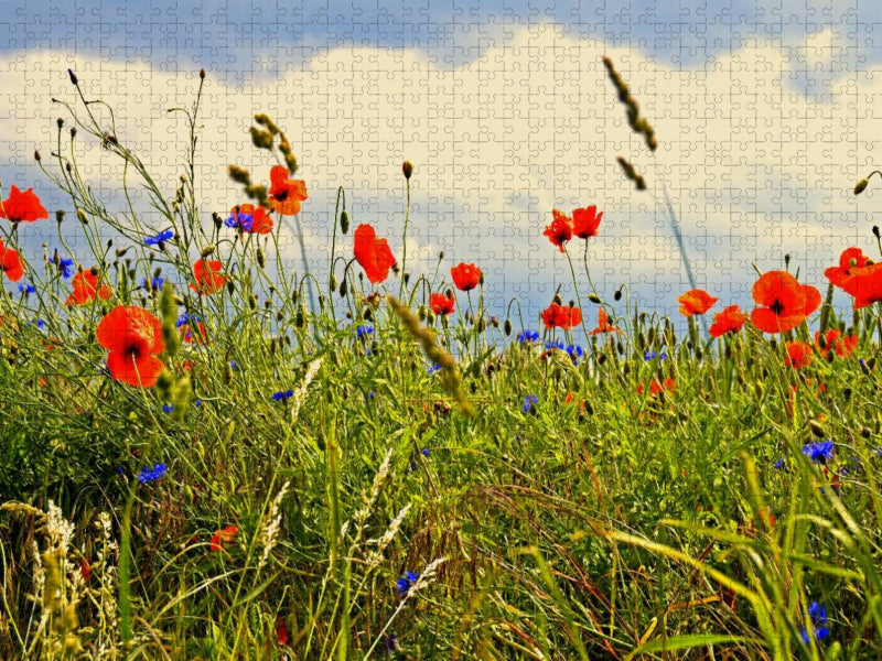 Ein Motiv aus dem Kalender Rosen und Mohnblüten Momente Schweizer Edition - CALVENDO Foto-Puzzle'