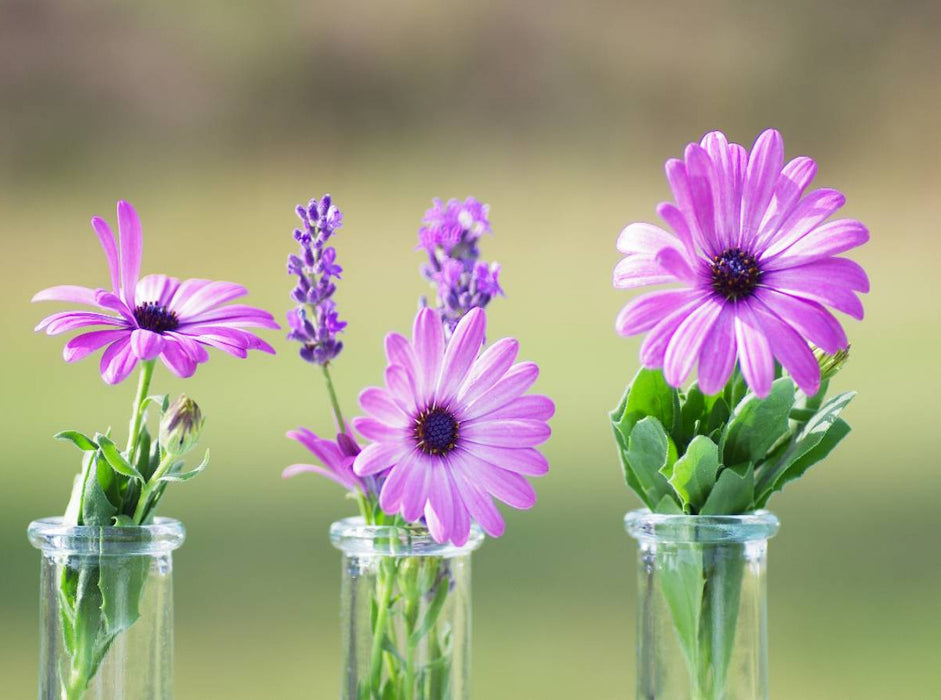 Blumenfreuden - CALVENDO Foto-Puzzle'