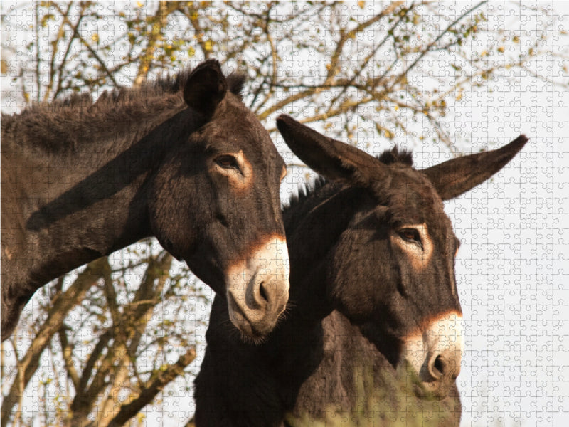 Ânes entre eux - Puzzle photo CALVENDO 