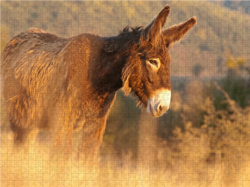 Poitou donkey in the morning light - CALVENDO photo puzzle 
