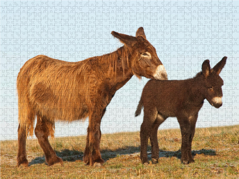 Ein Motiv aus dem Kalender Zauberhafte Esel 2000 Teile Puzzle quer - CALVENDO Foto-Puzzle'