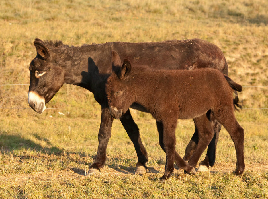 Donkey mare with foal - CALVENDO photo puzzle 