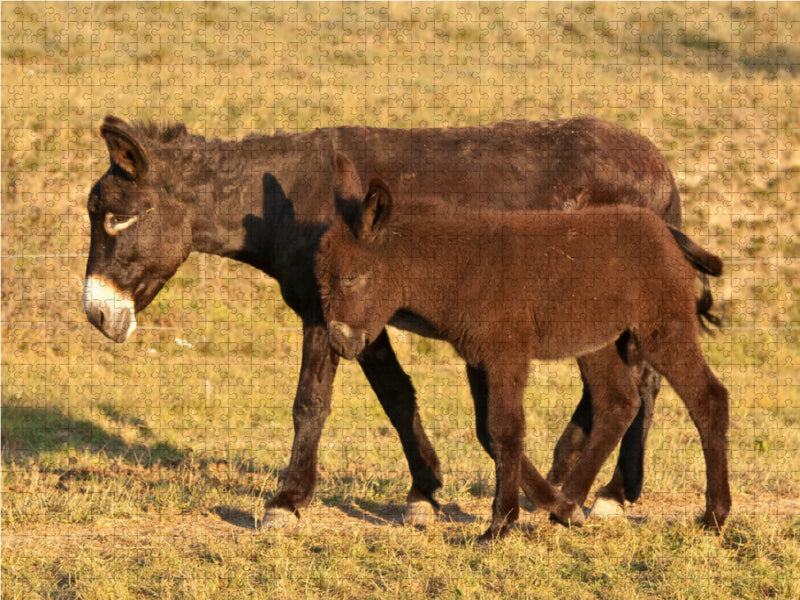 Donkey mare with foal - CALVENDO photo puzzle 