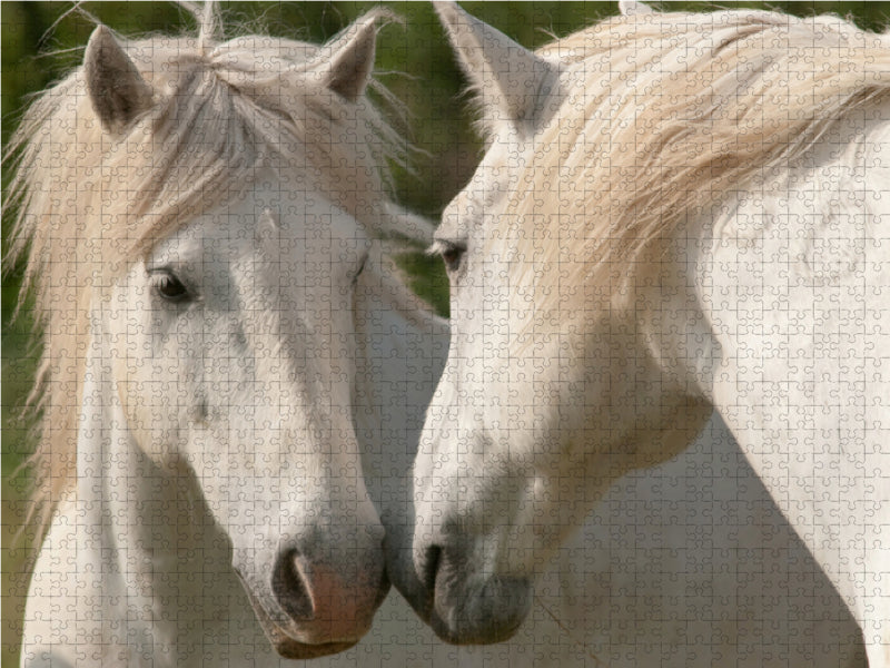 Friendship among Camargue horses - CALVENDO photo puzzle 