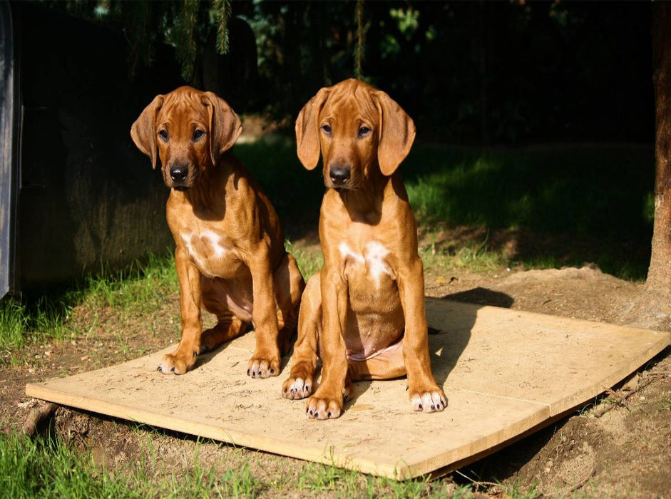 Rhodesian Ridgeback Hündinnen - CALVENDO Foto-Puzzle'