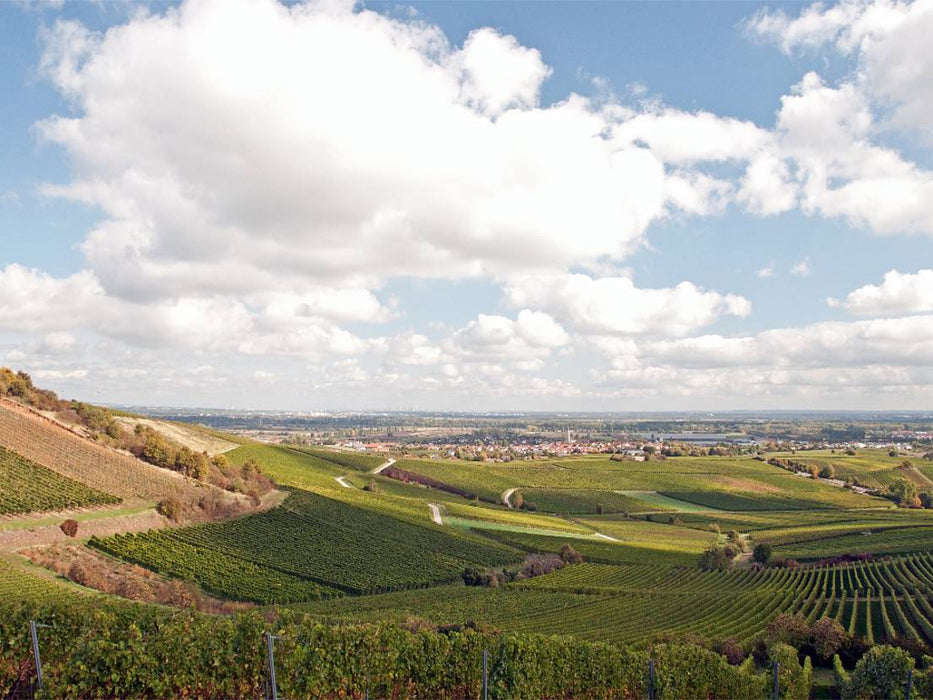 Ein Motiv aus dem Kalender Bodenheim - Wohlfühlen zwischen Weinbergen - CALVENDO Foto-Puzzle'