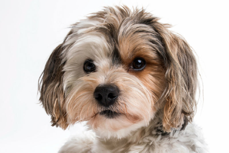 Premium Textil-Leinwand Rudi - Biewer Yorkshire Terrier