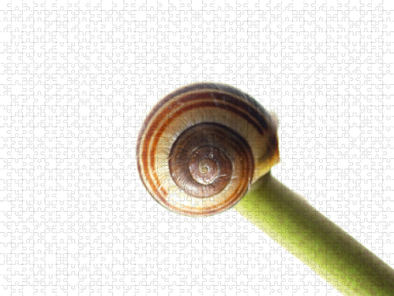Tired snail sleeping - CALVENDO photo puzzle 