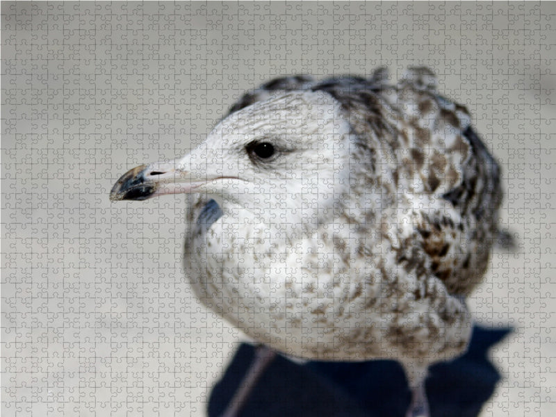 Seagulls child - CALVENDO photo puzzle 