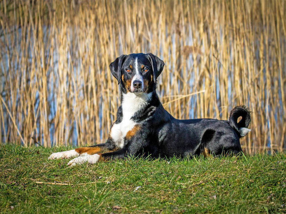 Appenzeller Sennenhund - CALVENDO Foto-Puzzle'