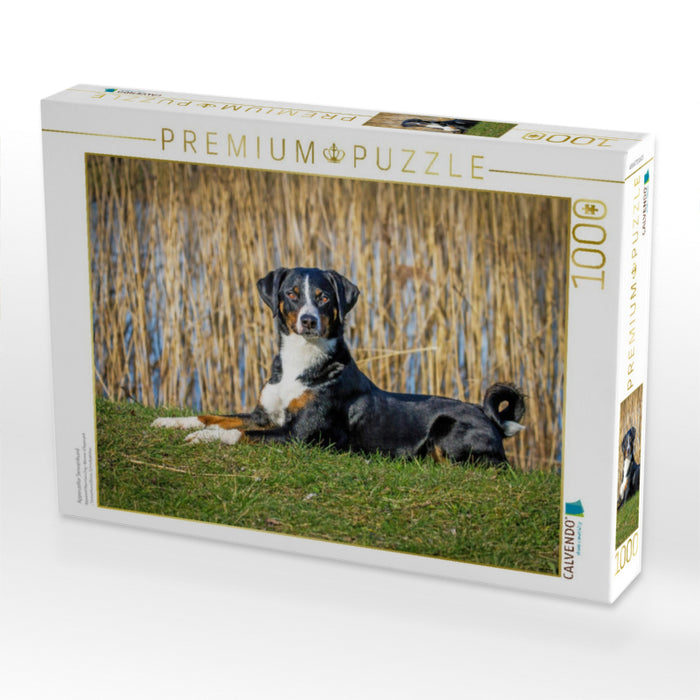 Appenzeller Sennenhund - CALVENDO Foto-Puzzle'