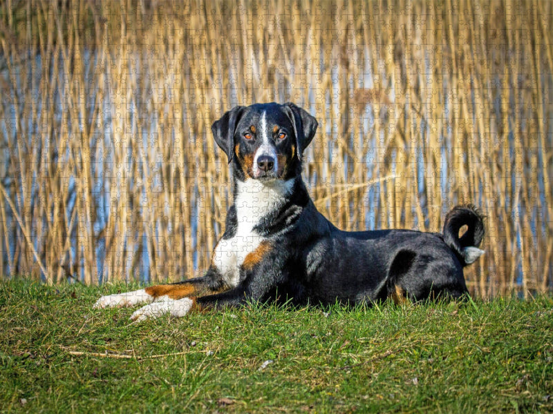 Appenzeller Sennenhund - CALVENDO Foto-Puzzle'
