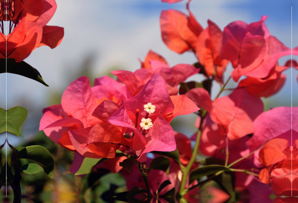 Premium Textil-Leinwand bougainvillea