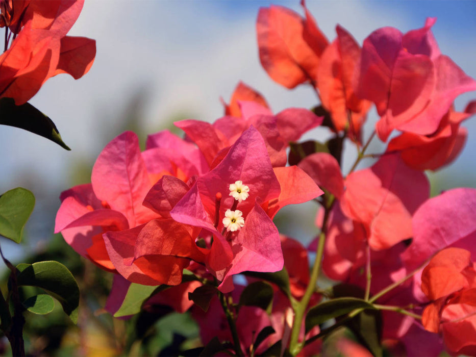 bougainvillea - CALVENDO Foto-Puzzle'