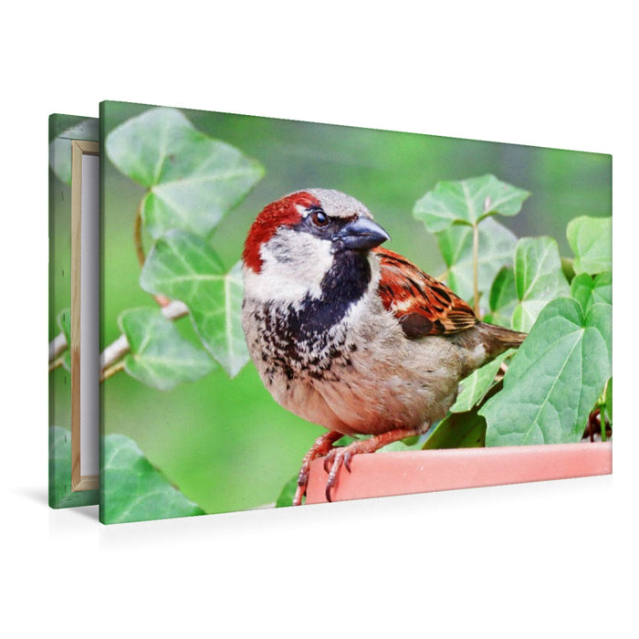 Premium Textil-Leinwand Spatz