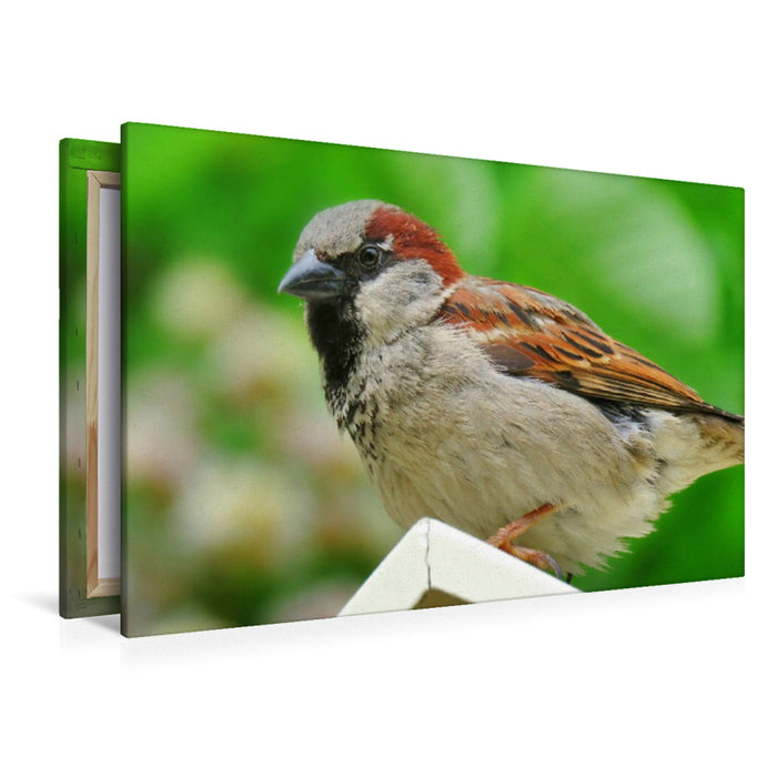 Premium Textil-Leinwand Haussperling