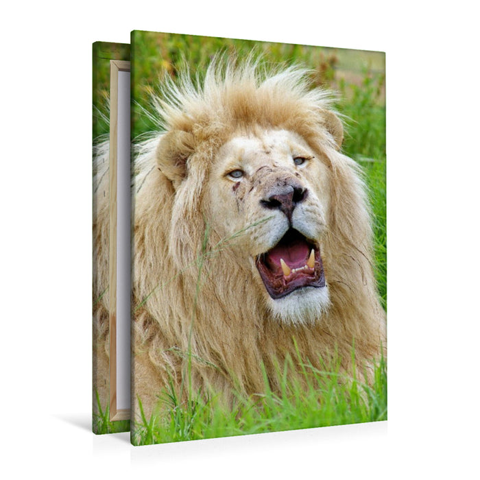 Premium Textil-Leinwand Ein Motiv aus dem Kalender KATZEN PORTRAITS Weiße Löwen aus Afrika