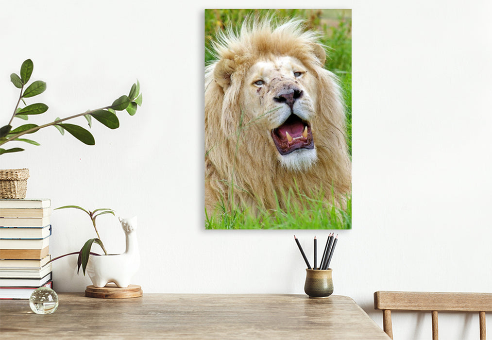 Premium Textil-Leinwand Ein Motiv aus dem Kalender KATZEN PORTRAITS Weiße Löwen aus Afrika