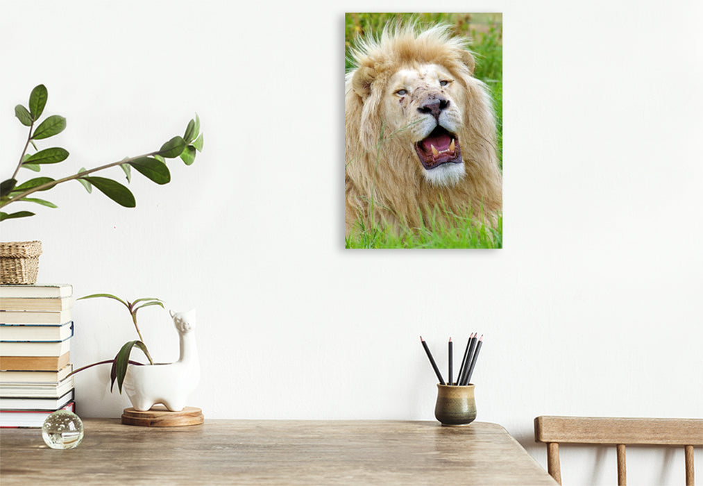 Premium Textil-Leinwand Ein Motiv aus dem Kalender KATZEN PORTRAITS Weiße Löwen aus Afrika