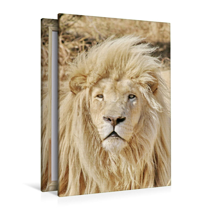 Premium Textil-Leinwand Ein Motiv aus dem Kalender KATZEN PORTRAITS Weiße Löwen aus Afrika