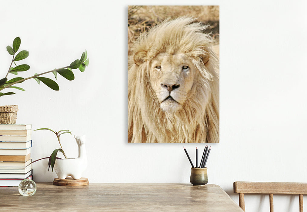 Premium Textil-Leinwand Ein Motiv aus dem Kalender KATZEN PORTRAITS Weiße Löwen aus Afrika