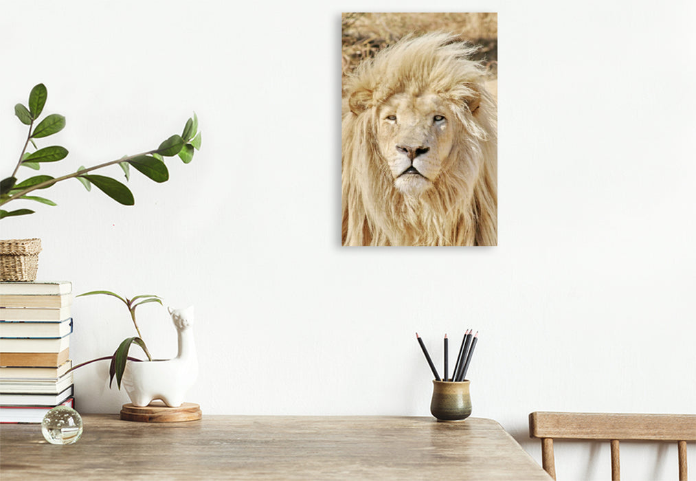 Premium Textil-Leinwand Ein Motiv aus dem Kalender KATZEN PORTRAITS Weiße Löwen aus Afrika