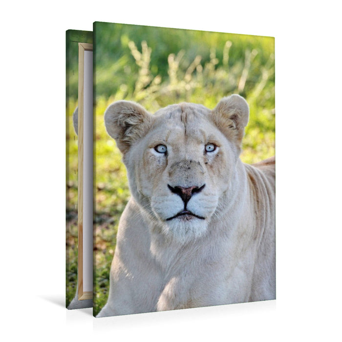 Premium Textil-Leinwand Ein Motiv aus dem Kalender KATZEN PORTRAITS Weiße Löwen aus Afrika