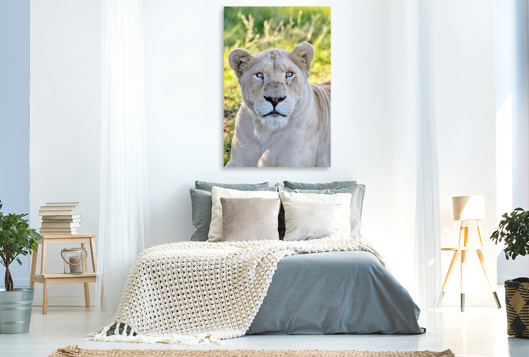 Premium Textil-Leinwand Ein Motiv aus dem Kalender KATZEN PORTRAITS Weiße Löwen aus Afrika