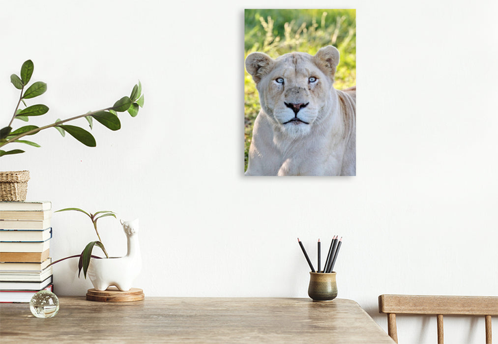 Premium Textil-Leinwand Ein Motiv aus dem Kalender KATZEN PORTRAITS Weiße Löwen aus Afrika
