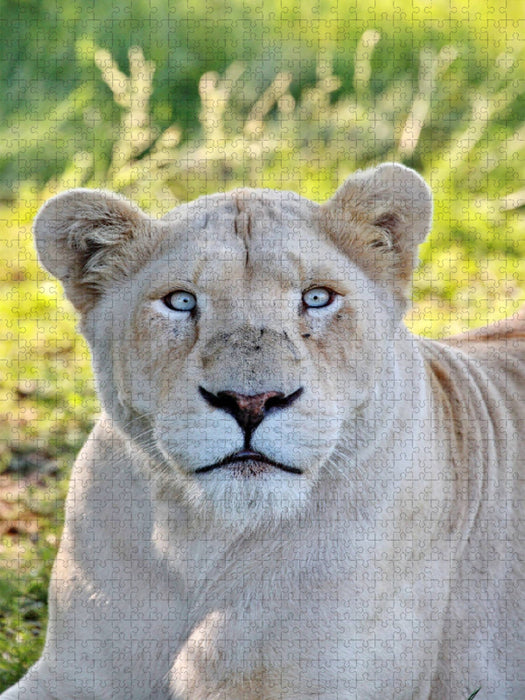 Ein Motiv aus dem Kalender KATZEN PORTRAITS Weiße Löwen aus Afrika - CALVENDO Foto-Puzzle'