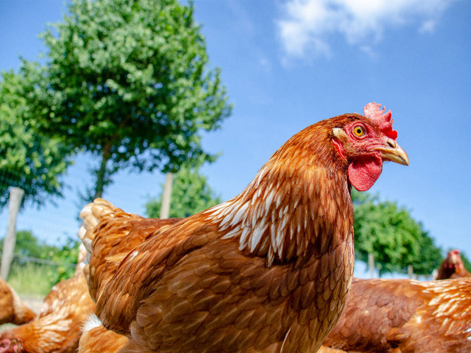 Glückliches Huhn - CALVENDO Foto-Puzzle'