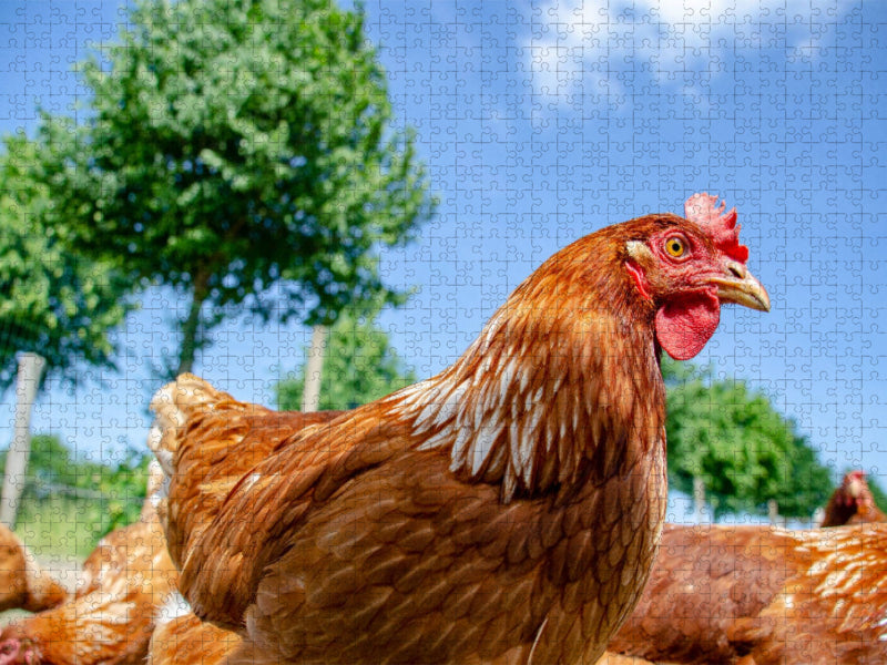 Glückliches Huhn - CALVENDO Foto-Puzzle'