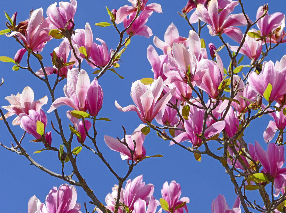 Magnolia soulangeana - CALVENDO Foto-Puzzle'