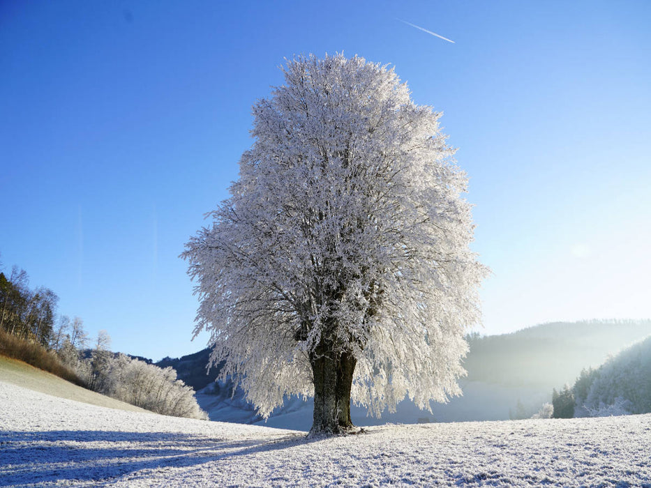 Baum im Winterfrost 1000 Teile Puzzle quer - CALVENDO Foto-Puzzle'