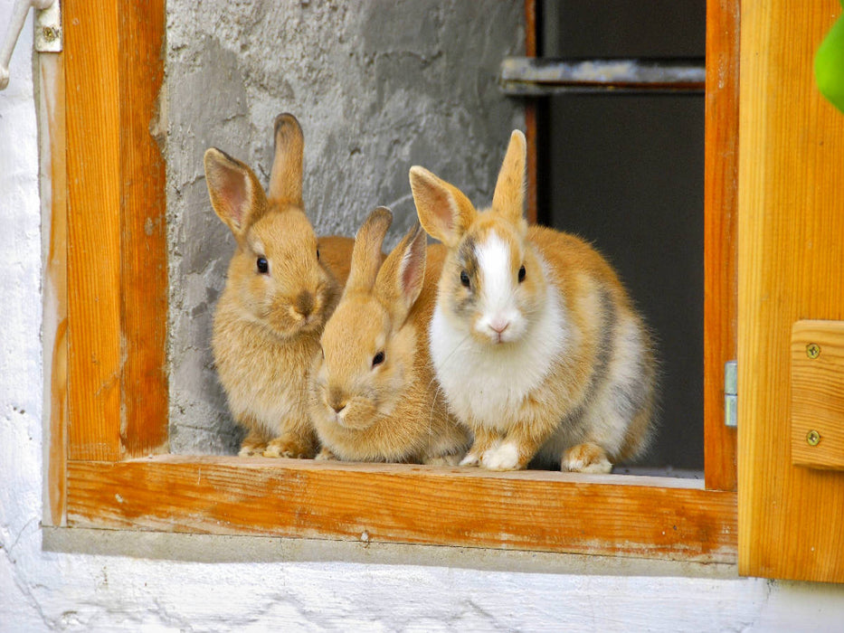 Drei Kaninchen am offenen Stallfenster - CALVENDO Foto-Puzzle'