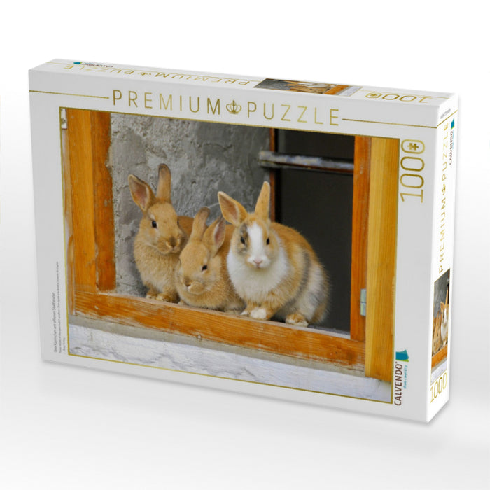 Drei Kaninchen am offenen Stallfenster - CALVENDO Foto-Puzzle'