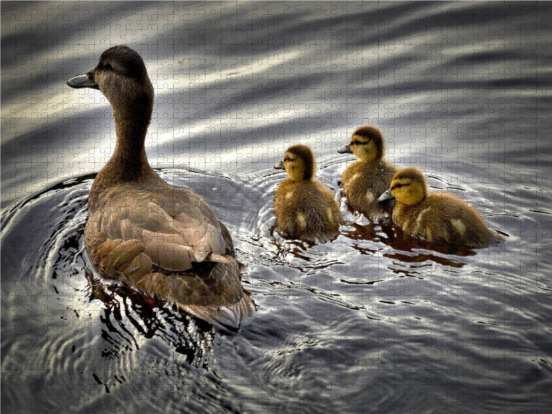 Eine Ente mit ihren Küken 1000 Teile Puzzle quer - CALVENDO Foto-Puzzle'