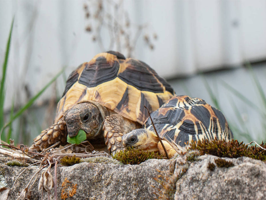 Fritz und Willi zwei Schildkröten - CALVENDO Foto-Puzzle'