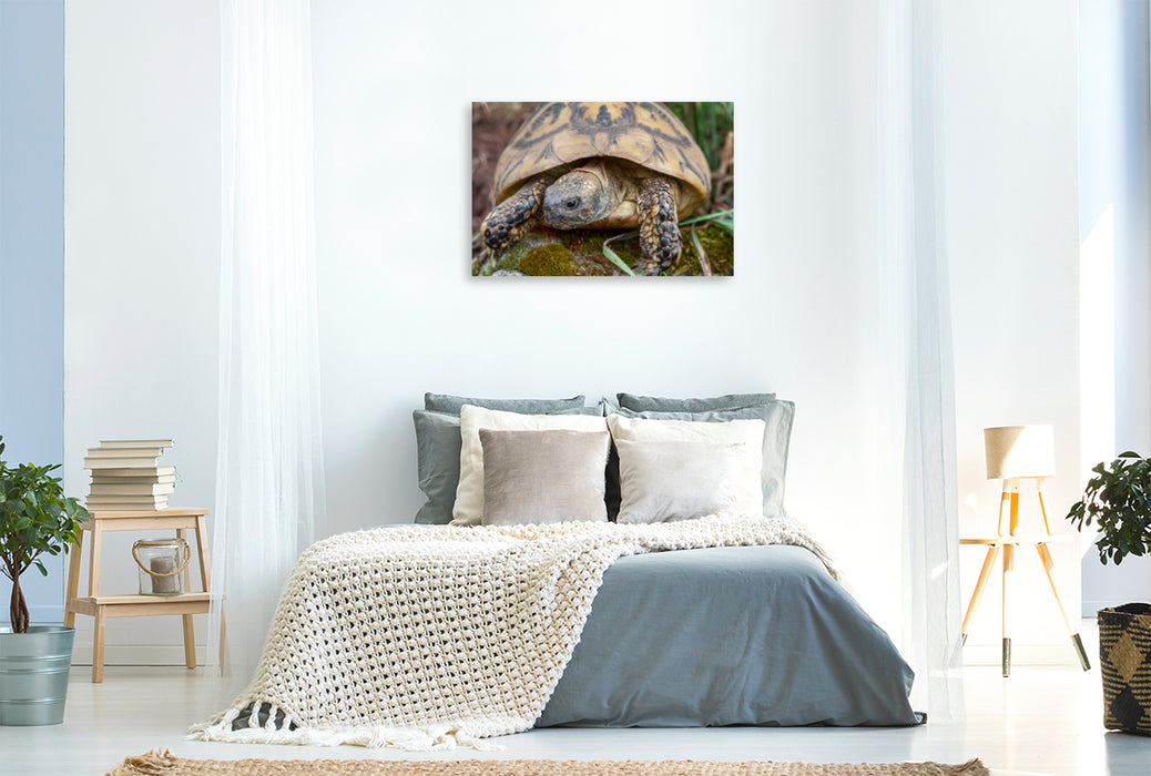 Premium Textil-Leinwand Premium Textil-Leinwand 120 cm x 80 cm quer Paula eine Griechische Landschildkröte, ca. 60 Jahre alt und etwa 2,5 kg schwer.