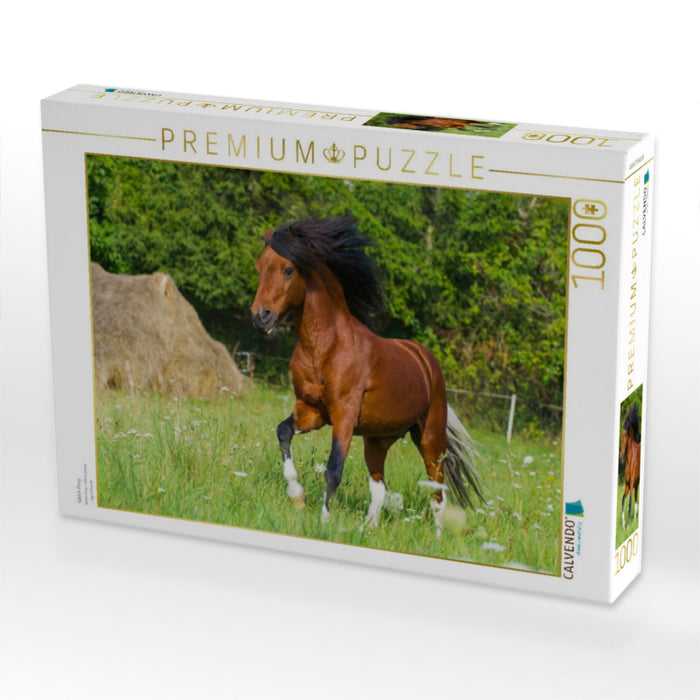 Welsh Pony - CALVENDO Foto-Puzzle'