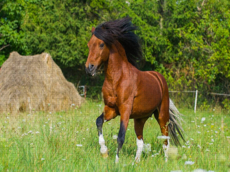 Welsh Pony - CALVENDO Foto-Puzzle'