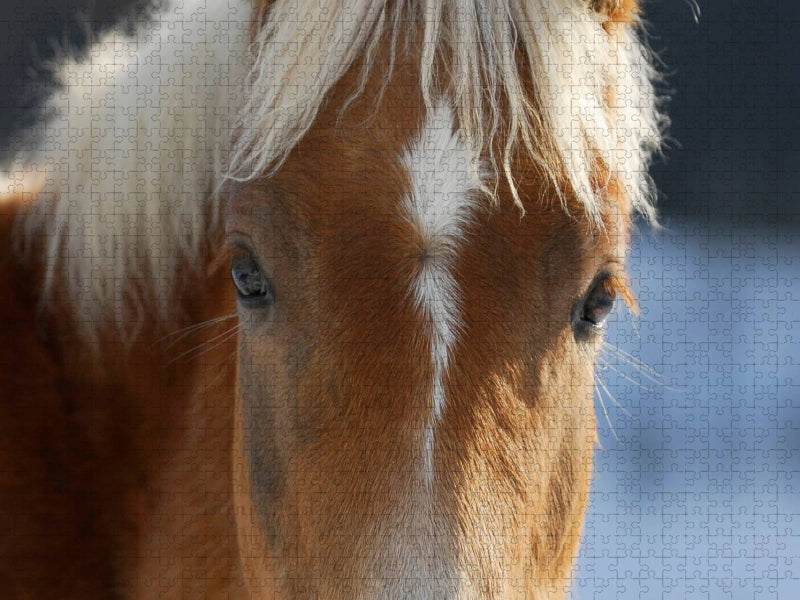 Haflinger - CALVENDO Foto-Puzzle'
